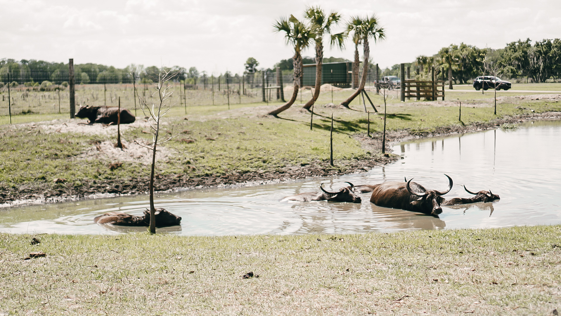 Wild Florida Drive Thru Safari